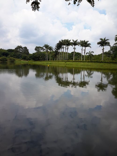 lake palm trees sky