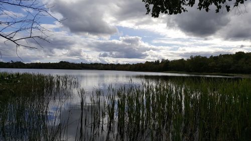 lake grass trees