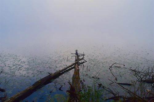 lake fog tree
