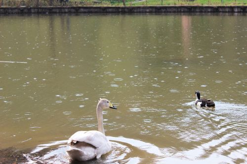 lake duck rain