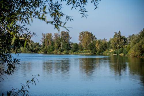 lake water tree