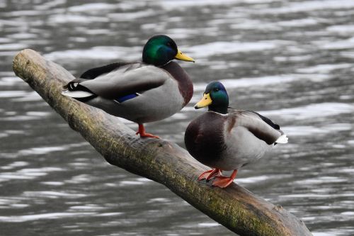 lake ducks wild birds