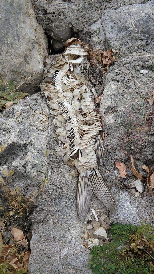 lake dam skeleton