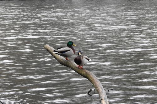 lake water birds wild ducks