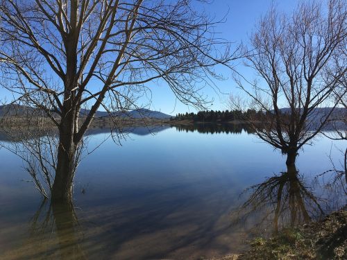 lake water tree