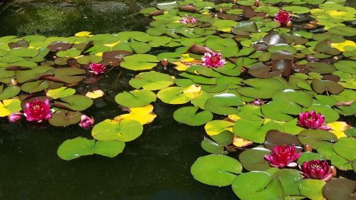 lake flower leaf