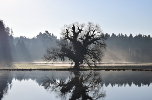 lake  waters  tree