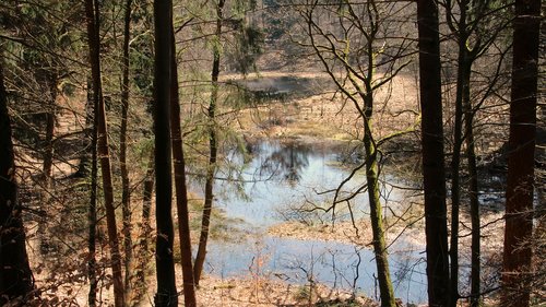 lake  tree  wood