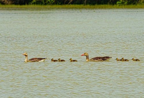 lake  bird  waters