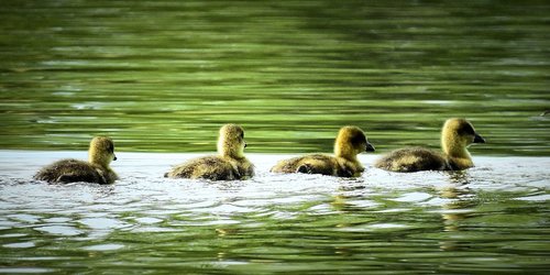 lake  nature  young geese