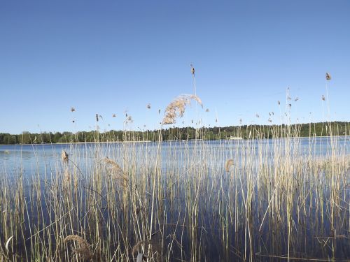 lake reed bank