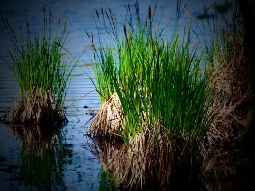 lake water reed