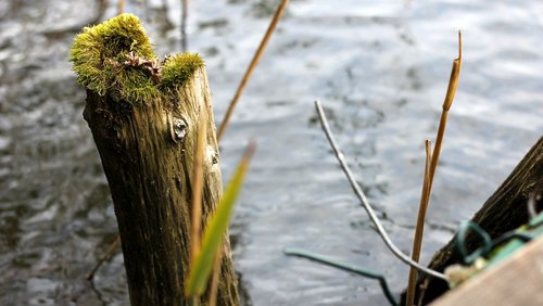 lake  water  moss