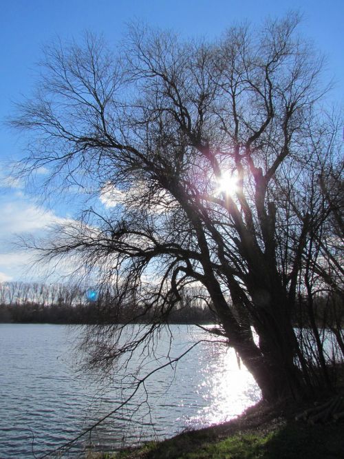lake nature tree