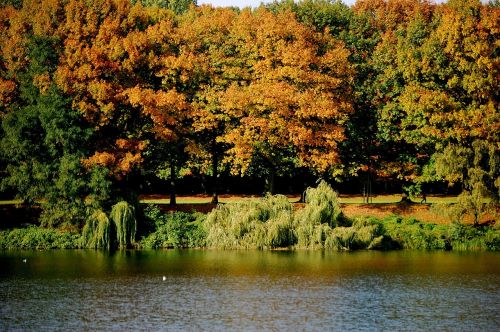 lake water trees