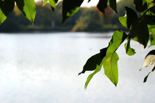 lake water tree