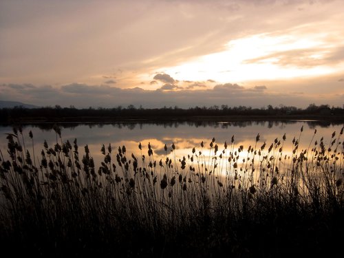 lake  rushes  water