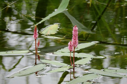 lake  water plant  summer