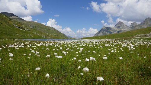 lake  mountains  flowers