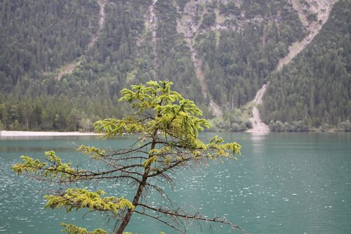 lake  branch  fir tree