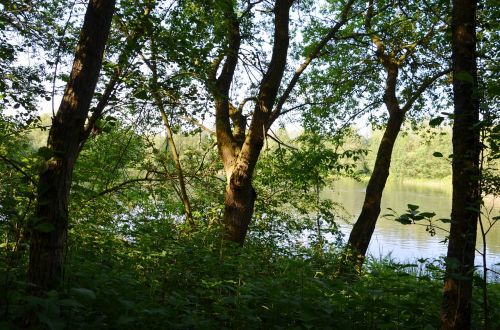 lake trees forest