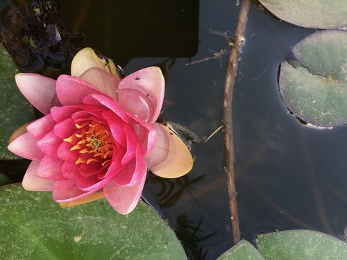 lake  flower  rosa