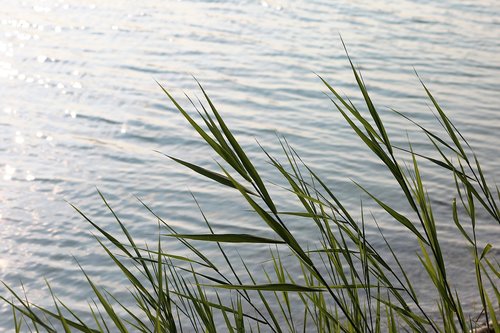 lake  water  cane