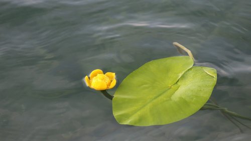lake  water lily  yellow