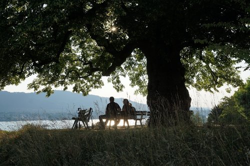 lake  tree  bank