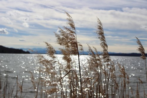 lake  brine  reed