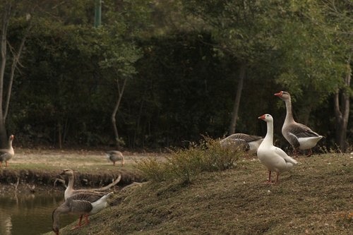 lake  ducks  pond