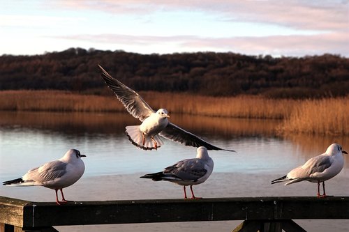 lake  sea  seagull
