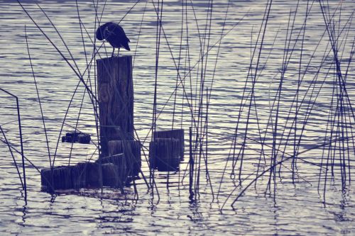 lake water nature