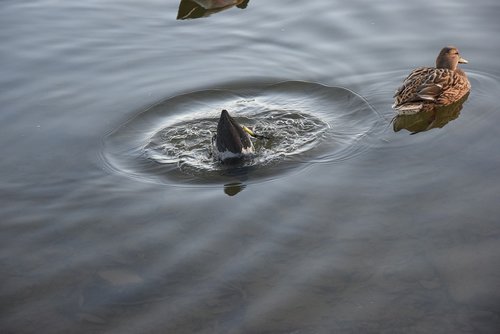lake  water bird  duck