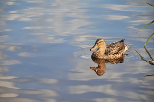 lake  nature  duck