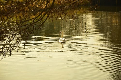 lake  water  swan