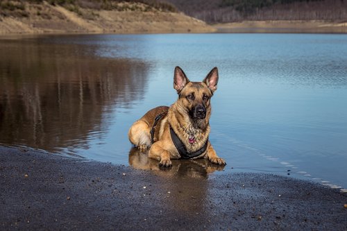 lake  water  dog