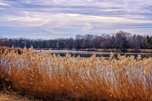 lake  water  reed