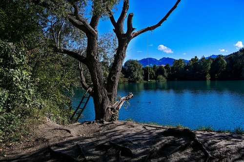 lake  tree  waters