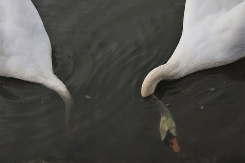 lake  mute swan  swim