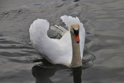 lake  swan  white