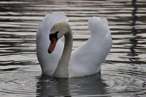 lake  swan  proud