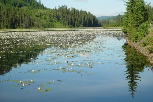 lake  water lilies  norway