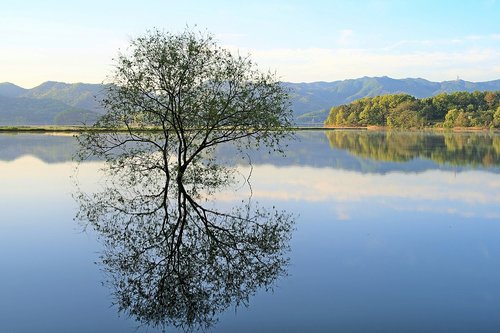 lake  tree  morning