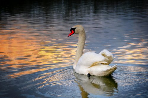 lake  abendstimmung  water