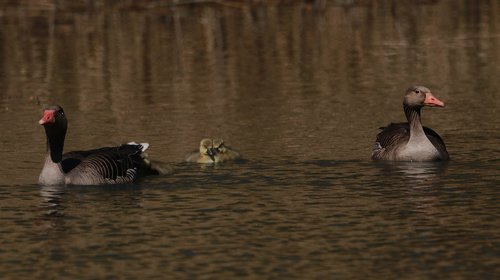 lake  spring  nature