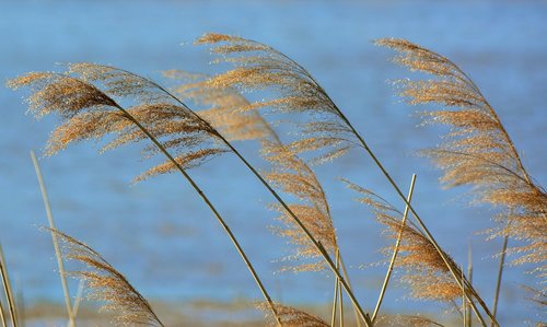 lake  reed  water