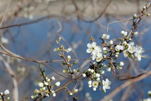 lake  blackthorn  blooming