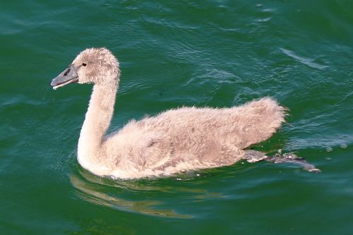 lake swan young swan