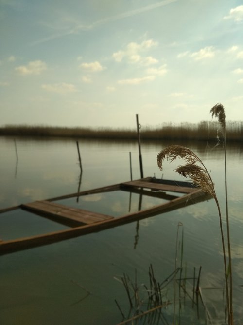 lake  water  reed